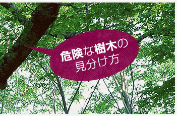 危険な樹木の見分け方