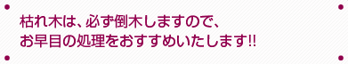枯れ木は、必ず倒木しますので、おはやめの処理をおすすめいたします!!