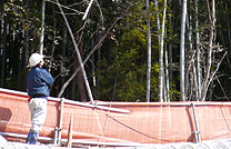ARBORIST (アーボリスト)による現場の調査