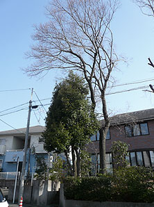 伐採前